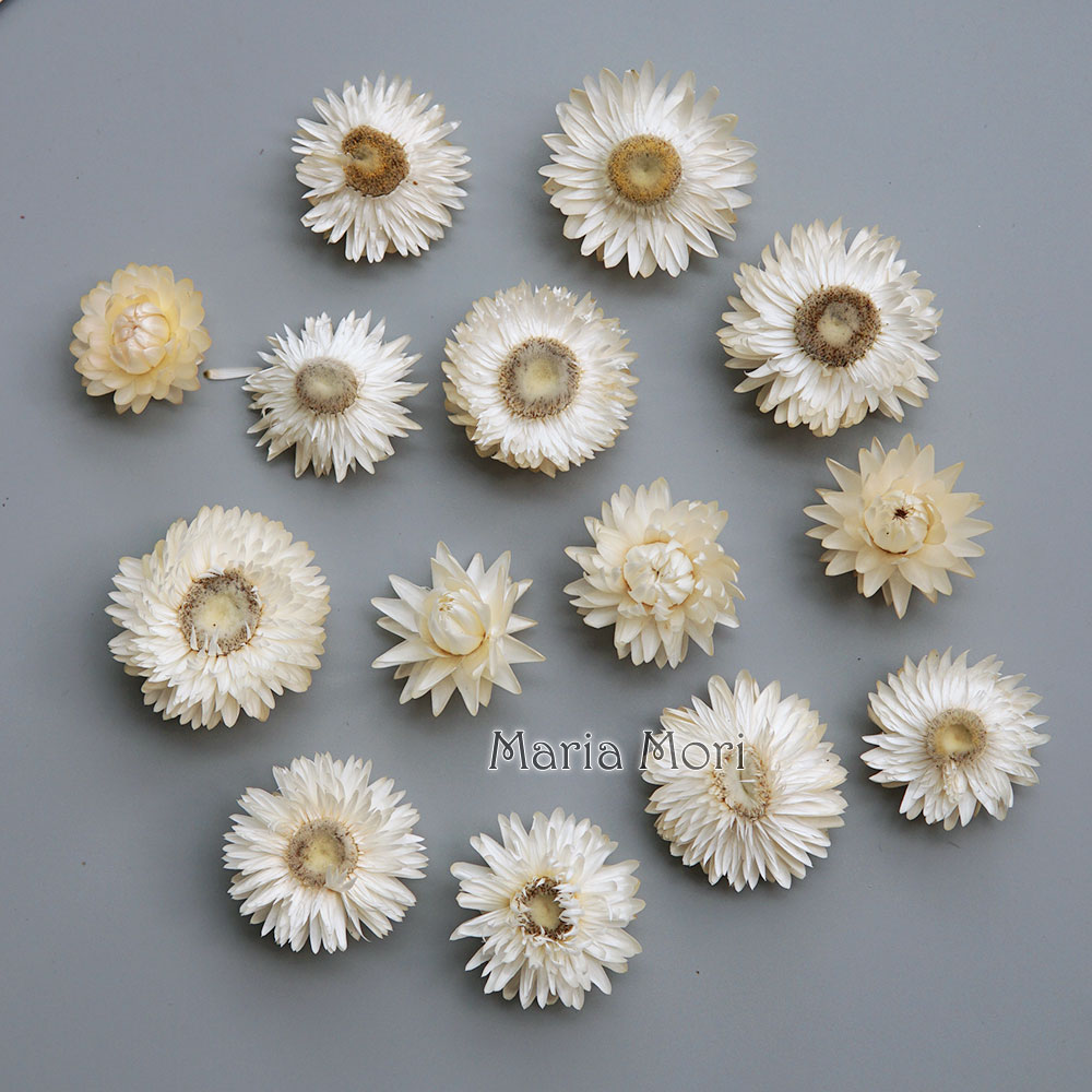 Natural Dried Colorful Chrysan - đánh giá và giá Baby Products List